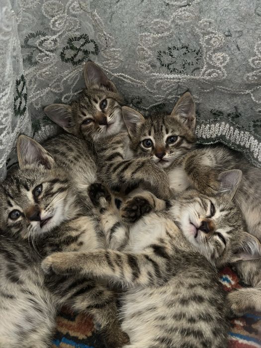 Котятам по 1,5 месяца, отдадим в хорошие, добрые руки