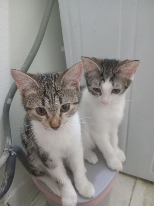 Котенки в хорошие руки!