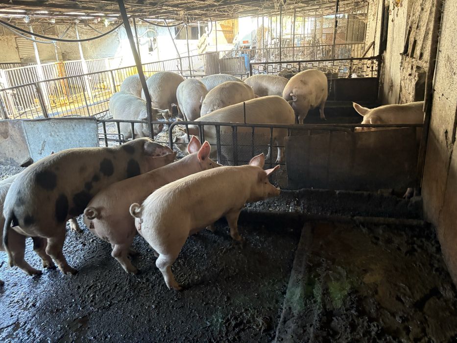 Продаваме прасета