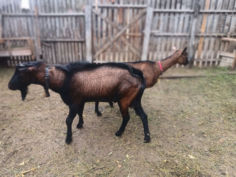 Iezi alpina franceza