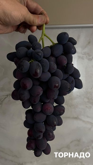 Продам саженцы винограда вегетирующие
