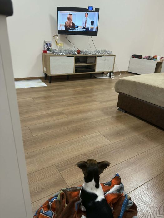 Бебе Джак Ръсел на под 3 месеца