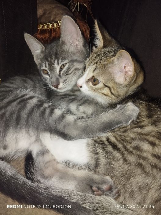 Sunny Leone porno tomosha