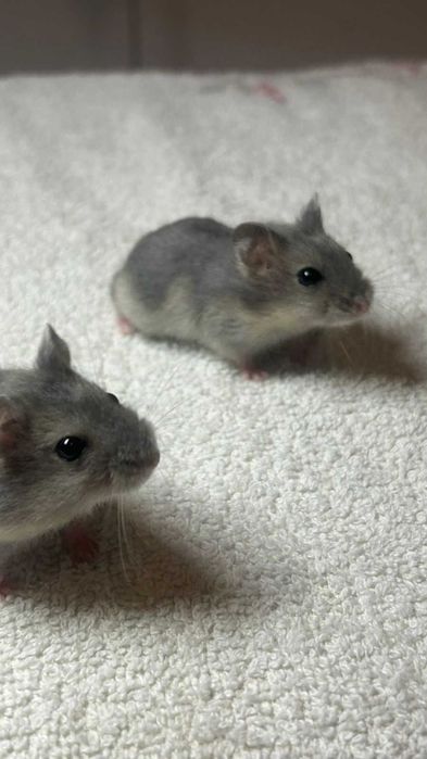 Джунгарские хомяки