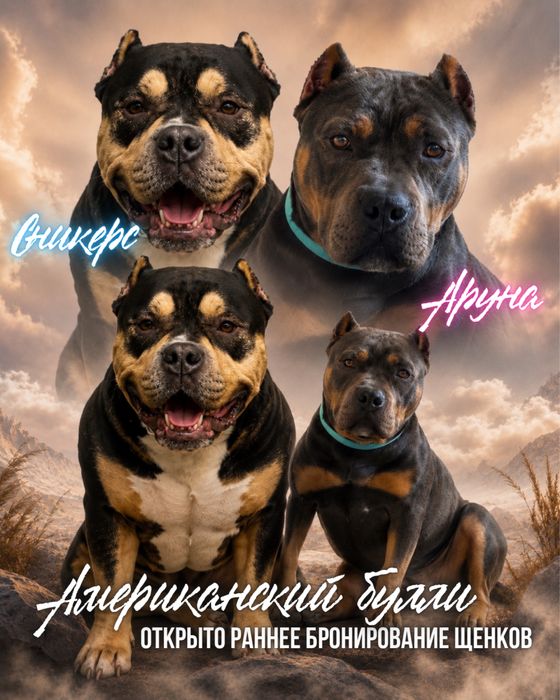 Щенки американский булли