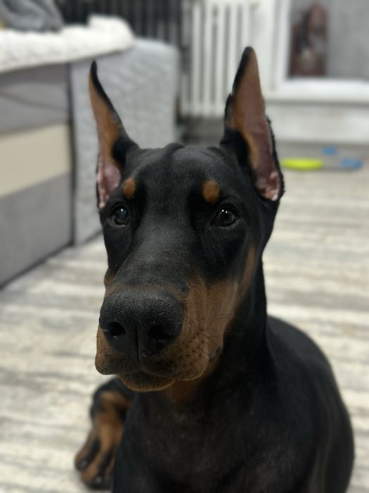 Собака доберман, девочка