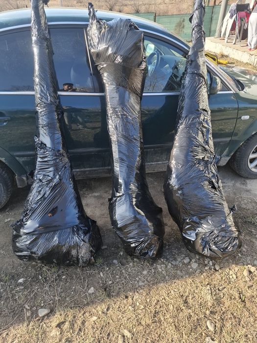 Puieti de salcâm de la 30 bani-1.20 bani