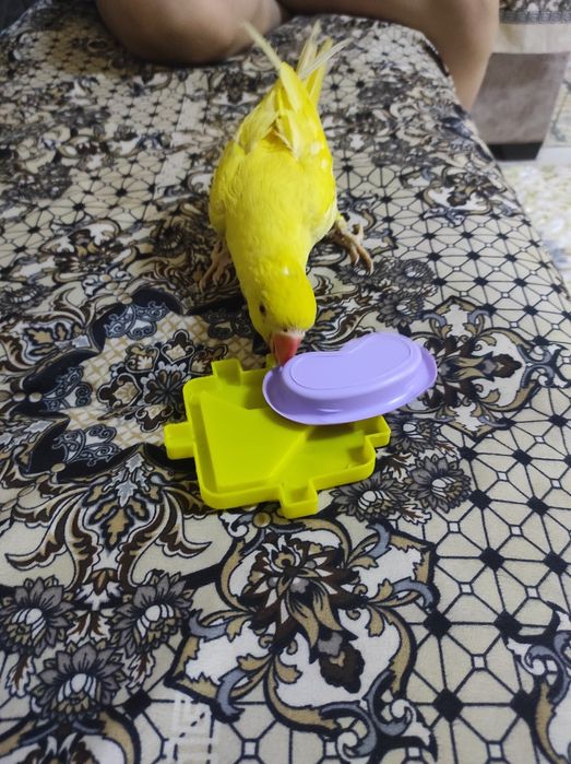 Продается попугай