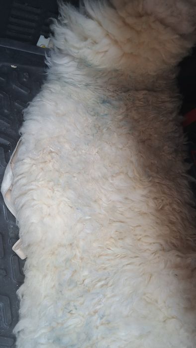 Автомобиль чехол