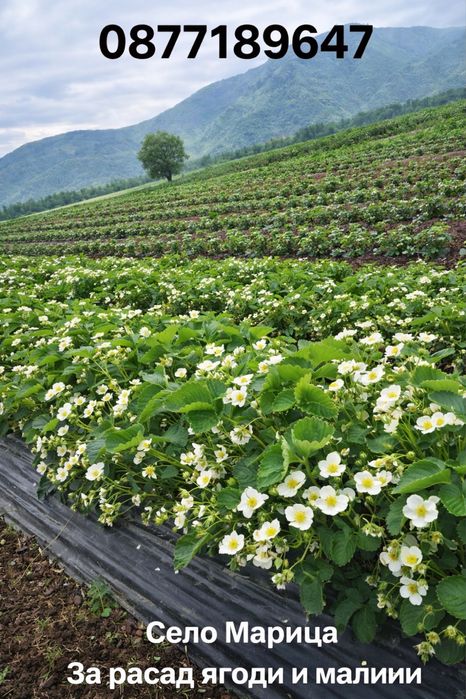 Здравей те Продавам расад ягоди и малини