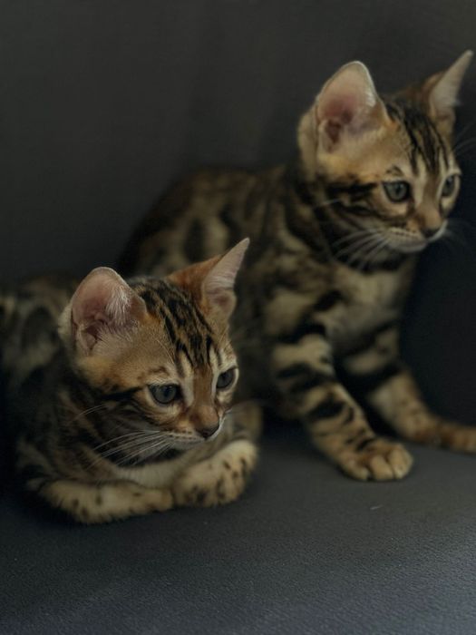 Бенгальские родословные котята