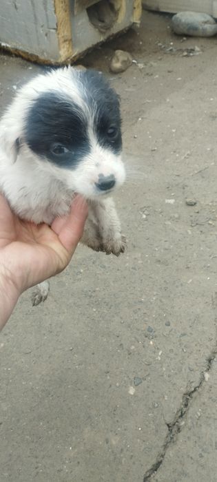 Күшіктер,щенята двортерьер