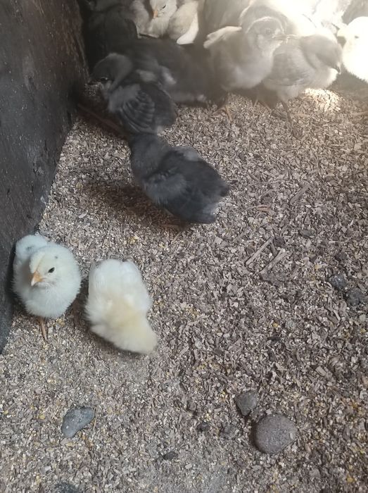 Pui de rasa araucana