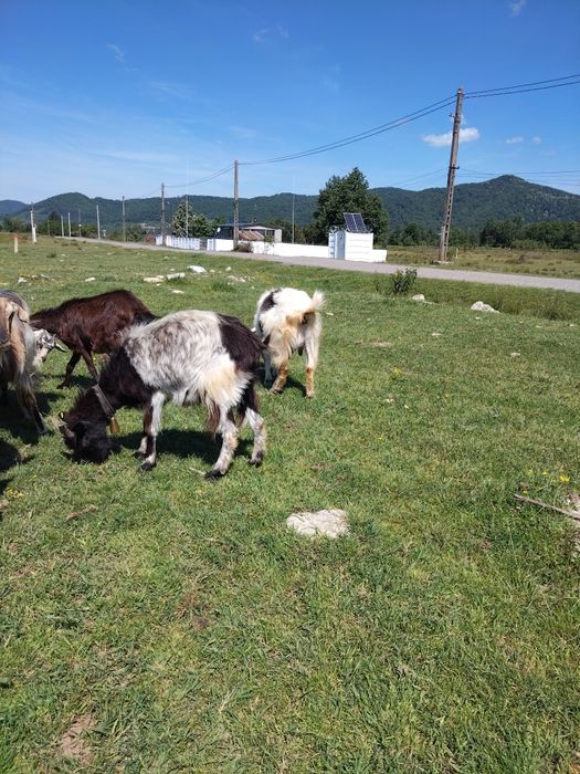 Vând 10 capre și opt iezi