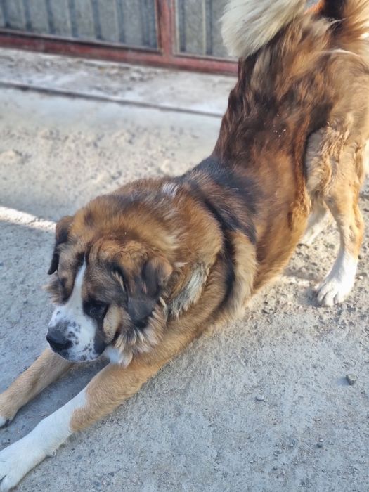 Ищем девочку московскую сторожевую