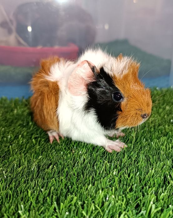 Продаются морские свинки