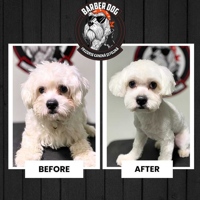 Frizerie Canina si Felina la domiciliu Bucuresti/Ilfov