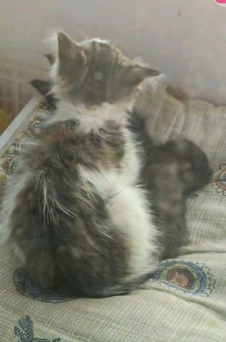Котята в добрые руки пацаны