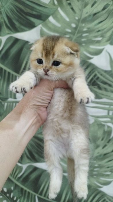 Наши булочки подросли и готовы переехать в новый дом