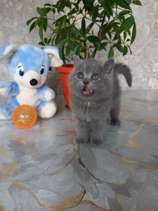 Продается шикарная кошечка скотиш страйт