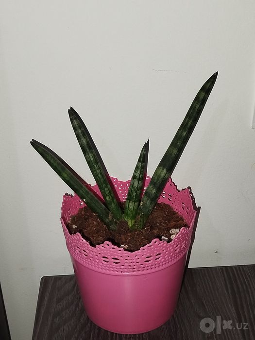 Sansiveriya silindrika