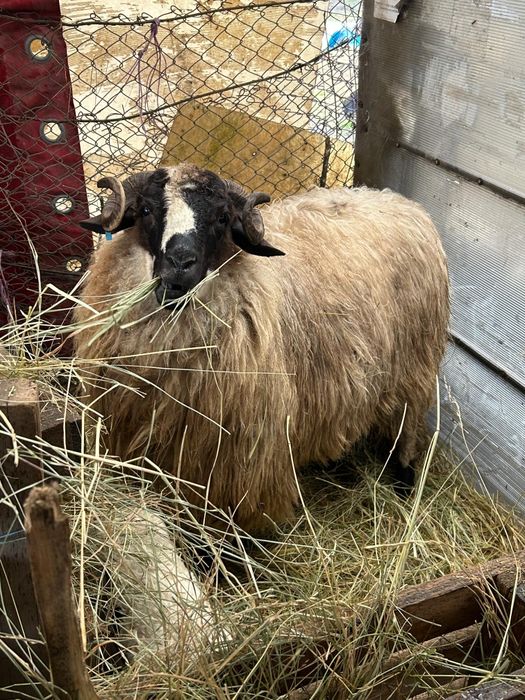 Vand 11oi si 3 miele