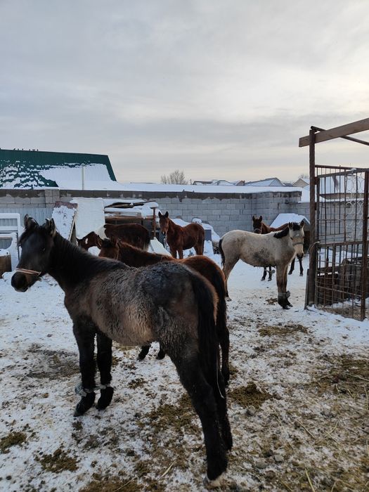 Жабағы Тай шығарлар