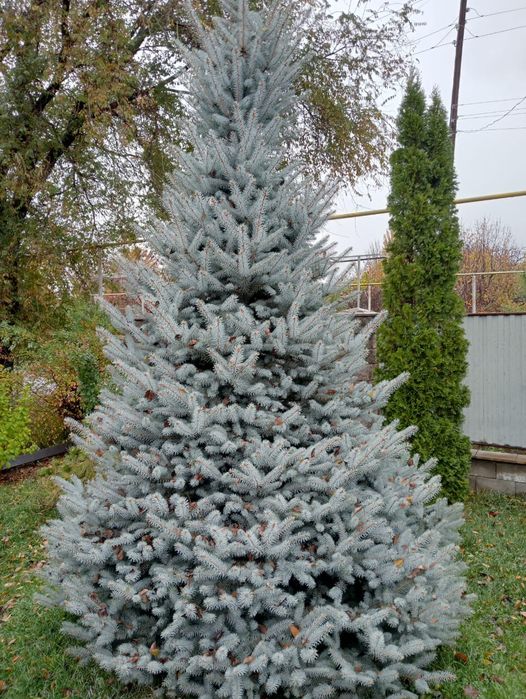 Голубые елки формированные