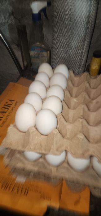 ORDAK TUXUMLARI ISTEMOL UCHUN Урдак Тухуми Утиное Яйцо для потребления