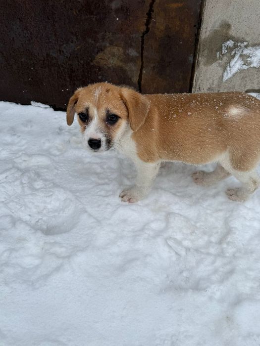 Дарю щенят!       .