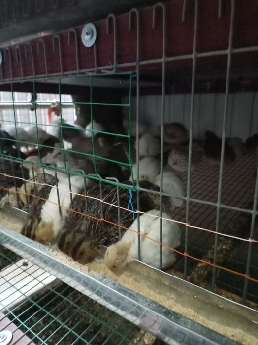 БЕДАНА жужалари гигант.