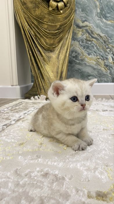 Котята шиншилы хоршый породы