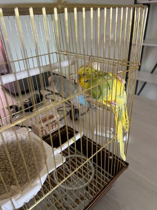 Qushlar 2ta egzotik davlatlardan keltirilgan qushlar