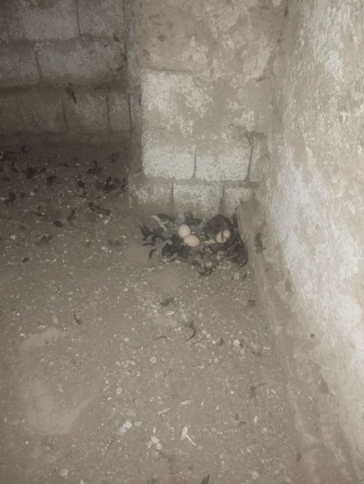 Qora shahzoda tovuq xoʻroz sotiladi