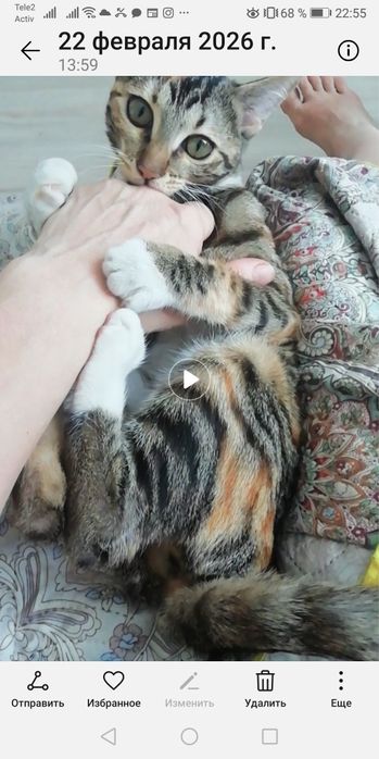 Кошечка в добрые руки