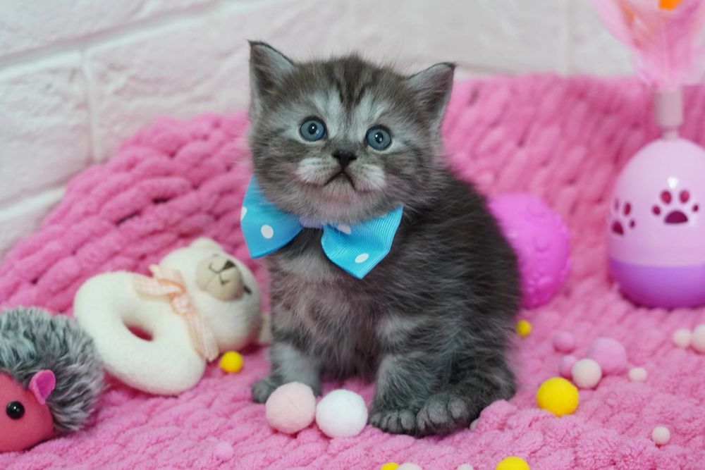 Шотландские котята