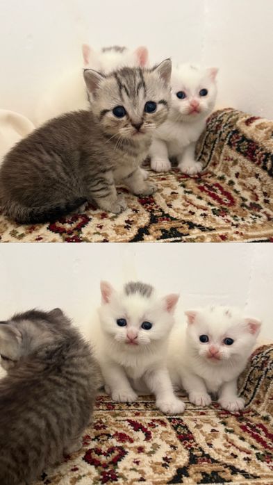 Шотландские малыши