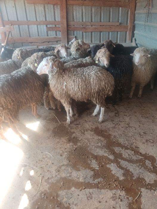 Бараны жырные откорм