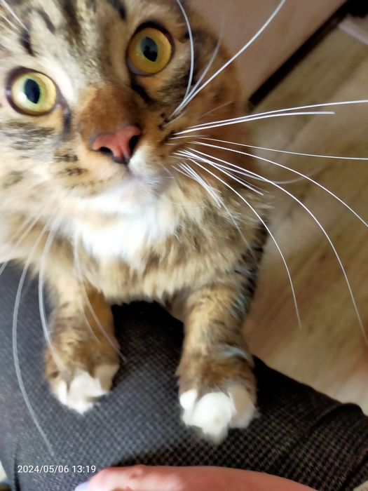 Передержка кошек