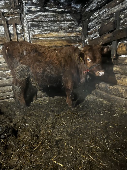 Продам продам быка