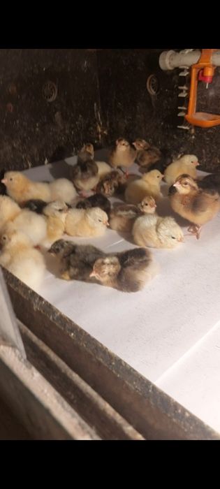 Крупная-Серая гусята