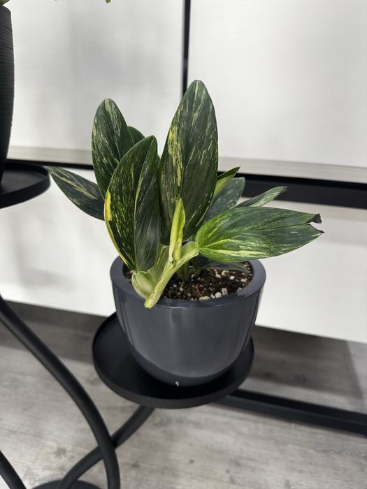 Сциндапсус пиктус аргуреус, монстера, эпипремнум, комнатные цветы