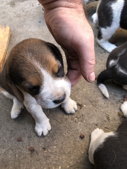 Beagle tricolor foarte frumos