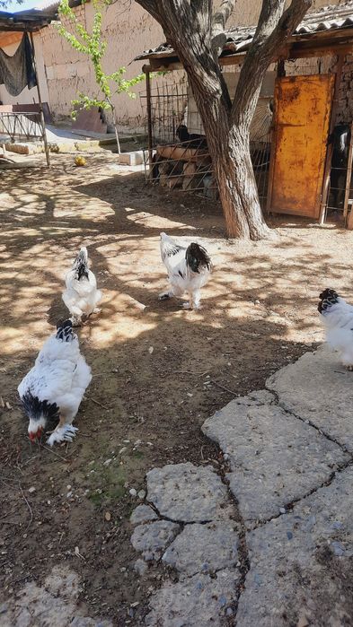 Брама қораз бір жылдық