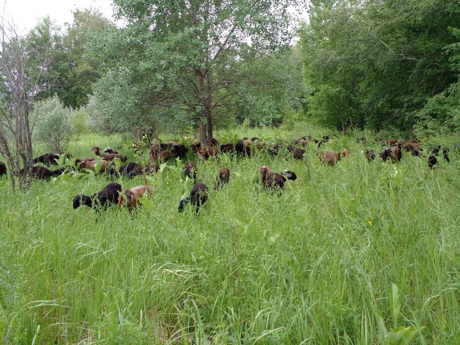 Кой,Баран,Овцы,токты