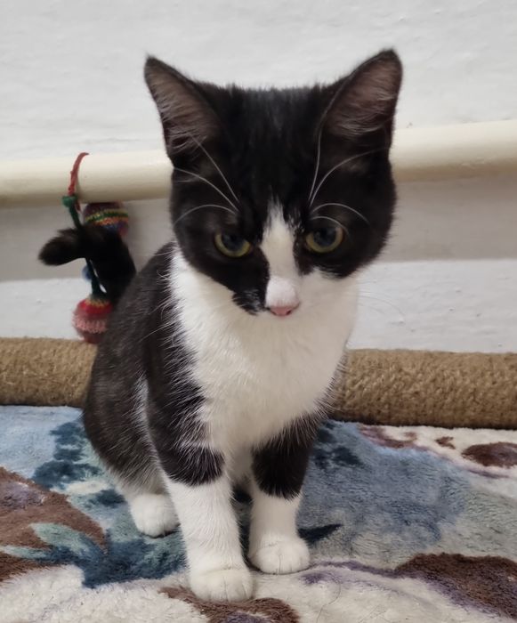 Котёнок в добрые руки