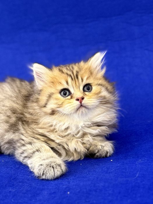 Британские котята