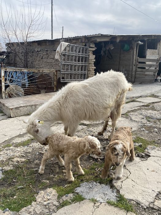 Ешкі егіз лағымен