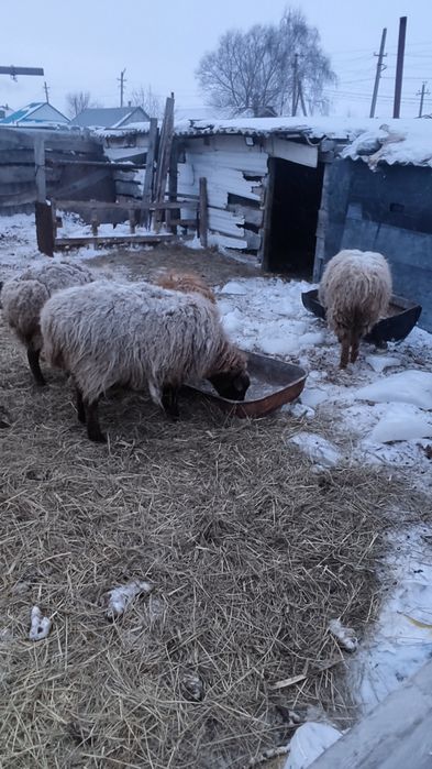 Продам овец и ягнят
