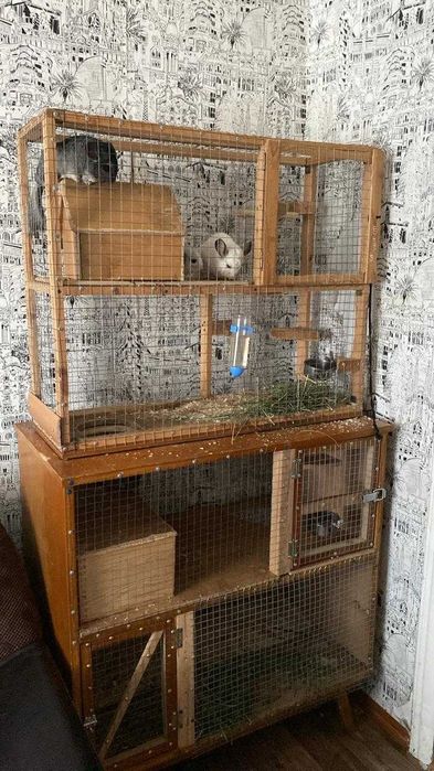 Шиншиллы, целая семья